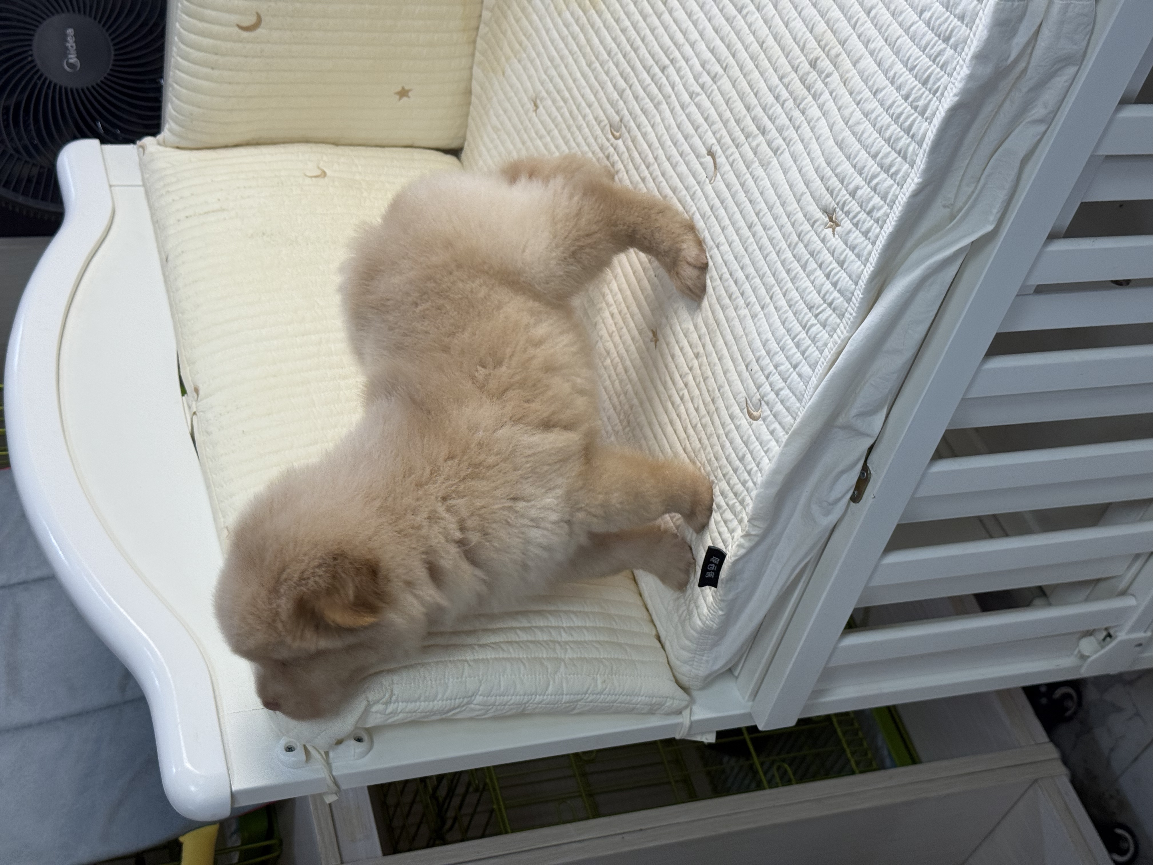 精品土松犬  鼻子短 嘴巴宽 毛量厚 骨架粗